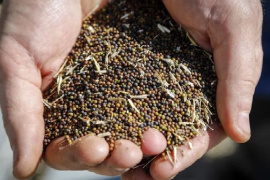 Trung Quốc áp thuế chống bán phá giá 5,9% đối với hạt cải dầu Canada