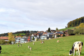 Thêm hai lô sữa bột trẻ em của Nestlé bị thu hồi tại châu Âu