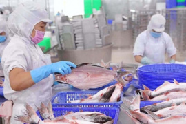 Vĩnh Hoàn báo lãi 245 tỷ đồng quý 4/2025, giảm 44% so với cùng kỳ, cổ phiếu kịch sàn