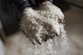 Giá gạo xuất khẩu Ấn Độ lên mức cao nhất gần một tháng