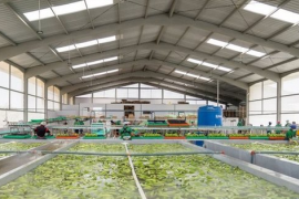 Sau gạo, một loại ‘siêu trái cây’ xuất khẩu gặp khó: Hàng nghìn container phải quay đầu, Nga, châu Âu đang nhập rất nhiều