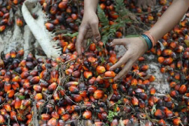 Giá dầu cọ tăng mạnh theo đà tăng của giá dầu