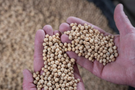 Nông dân Mỹ bán nông sản khi giá tăng cao nhờ xung đột Trung Đông