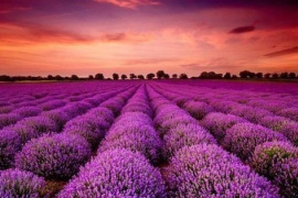 Bất ngờ một cổ phiếu ngược dòng “trần cứng” giữa lúc 300 mã nằm sàn