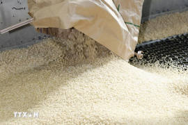 Chuyên gia dự báo giá gạo toàn cầu có thể tăng mạnh