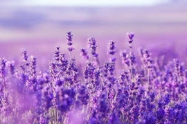 Một cổ phiếu bất động sản "bốc đầu" kịch trần sau khi báo lãi tăng bằng lần