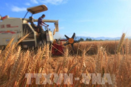 FAO cảnh báo rủi ro gia tăng đối với an ninh lương thực toàn cầu