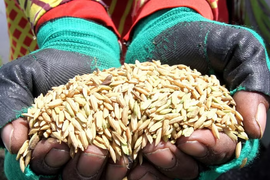 Indonesia ghi nhận lượng dự trữ gạo cao nhất lịch sử