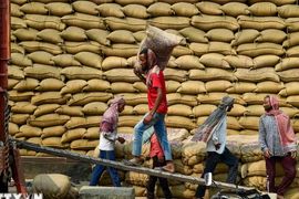 Giá gạo xuất khẩu ổn định do nhu cầu thấp và đồng rupee giảm