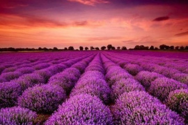 Sau 1 văn bản, cổ phiếu DN xây lắp điện lập tức tím lịm 2 phiên liên tiếp, lãnh đạo bỏ lỡ cơ hội "bắt đáy"