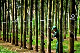 Cổ phiếu Cao su Tây Ninh (TRC) tăng trần, thanh khoản “bùng nổ” sau tin thưởng cổ phiếu