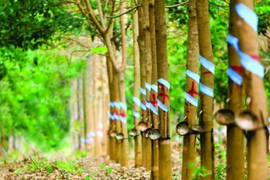 Cổ phiếu Cao su Phước Hòa (PHR) được kỳ vọng vượt đỉnh lịch sử, động lực đến từ đâu?