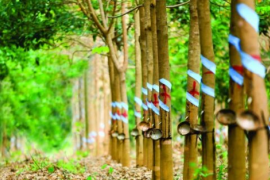 Cổ phiếu Cao su Phước Hòa (PHR) được kỳ vọng vượt đỉnh lịch sử, động lực đến từ đâu?