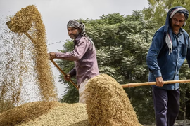 Giá gạo Ấn Độ tăng mạnh do chính sách giá sàn