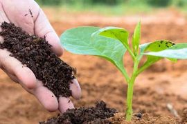 Cổ đông một doanh nghiệp phân bón sắp nhận về 3.500 đồng/cp