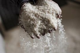 Giá gạo Ấn Độ tăng lên mức đỉnh 3 tuần