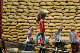 Xuất khẩu gạo Ấn Độ tăng 5% trong nửa đầu năm 2026