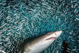 Loạt "cá mập" đã âm thầm làm một việc trước cú rơi hơn 200 điểm của VN-Index
