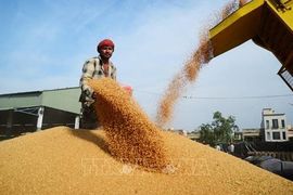 Giá gạo Ấn Độ chạm mức cao nhất trong gần 1 năm