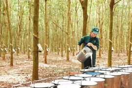 Một doanh nghiệp cao su chuẩn bị chốt ngày thưởng cổ phiếu tỷ lệ 300%