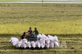 Giá gạo châu Á vẫn ở mức cao