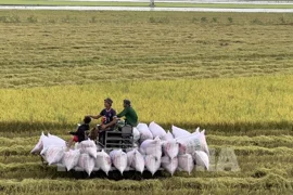 Giá gạo châu Á vẫn ở mức cao