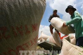 Giá gạo xuất khẩu Ấn Độ cao nhất 1 năm do lo ngại mất mùa