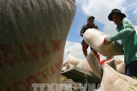 Giá gạo xuất khẩu Ấn Độ cao nhất 1 năm do lo ngại mất mùa