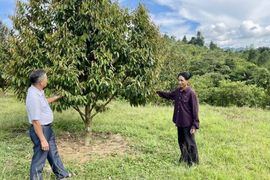 Sự thật sau nguồn thu 65 triệu/tháng từ 2ha đất sầu riêng