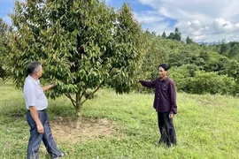 Sự thật sau nguồn thu 65 triệu/tháng từ 2ha đất sầu riêng