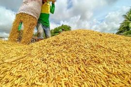 Giá gạo trắng 5% tấm của Thái Lan cao nhất trong 2 tháng
