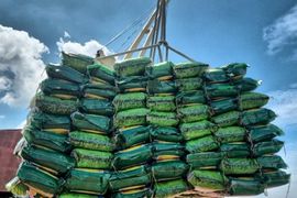Thực trạng xuất khẩu gạo vào Philippines và bài toán cần tháo gỡ
