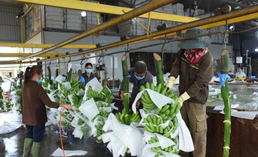 Công nghệ số thúc đẩy sản xuất và tiêu thụ nông sản