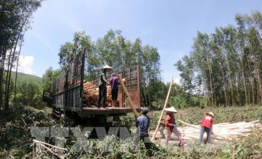 Giá gỗ keo nguyên liệu ở Đắk Lắk tăng cao