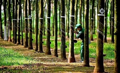 Không còn khoản cổ tức từ NTC, lợi nhuận quý 3 của Cao su Phước Hoà (PHR) giảm gần 81%