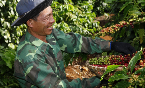 Kỷ lục kim ngạch xuất khẩu cà phê niên vụ 2021-2022