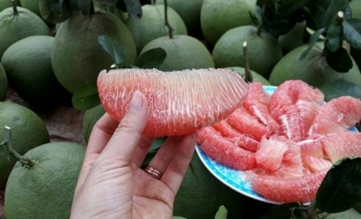 Trái bưởi vào Hoa Kỳ, khoai lang chính ngạch sang Trung Quốc: Có thực sự thuận lợi?