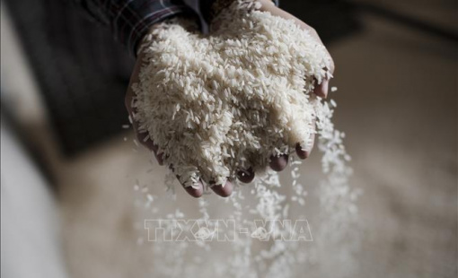 Xu thế hạn chế xuất khẩu lương thực và thuận lợi của doanh nghiệp Việt Nam