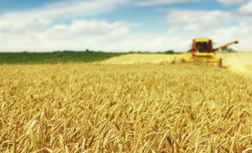 An ninh lương thực toàn cầu bị đe dọa sau động thái mới nhất từ phía Nga