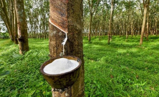 Xuất khẩu cao su vẫn chưa thoát khỏi cái bóng của đại dịch COVID-19