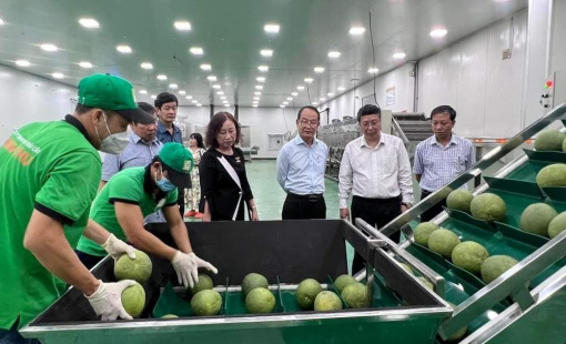 Thử thách cạnh tranh bưởi da xanh Việt Nam tại Mỹ