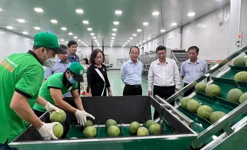 Thử thách cạnh tranh bưởi da xanh Việt Nam tại Mỹ