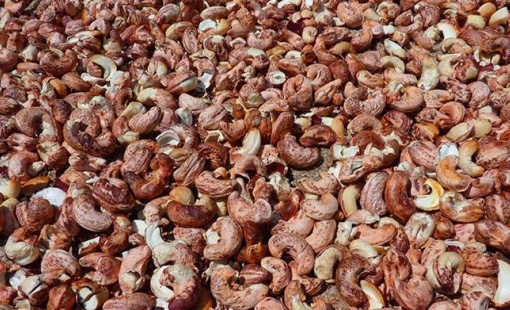 Doanh nghiệp xuất khẩu điều giảm lỗ nhờ... vỏ