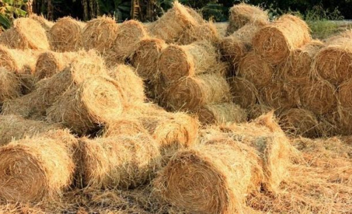 Phụ phẩm từ cây lúa: "Mỏ vàng" vẫn còn bỏ ngỏ