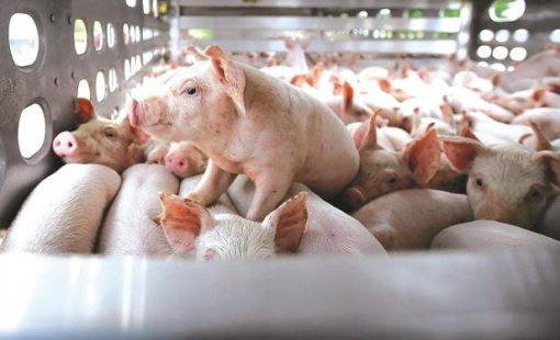 Giá heo hơi bán dưới giá thành, người nuôi và doanh nghiệp sẽ ra sao?