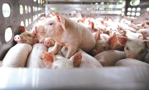 Giá heo hơi bán dưới giá thành, người nuôi và doanh nghiệp sẽ ra sao?