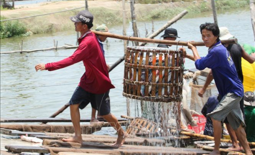 Đưa cá tra vươn ra biển lớn