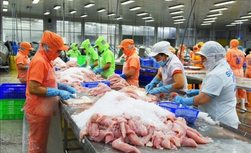 Triển vọng tiêu thụ cá tra Việt Nam tại Mỹ năm 2023