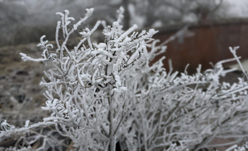 Nhiệt độ giảm sâu, miền Bắc đề phòng băng giá