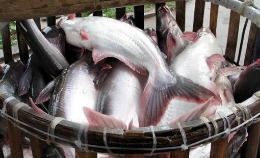 Tăng hơn 60% từ đáy, cổ phiếu ANV đã về gần chân sóng của năm 2022
